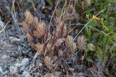 Petrosedum sediforme