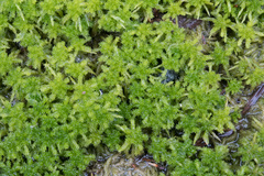 Sphagnum squarrosum
