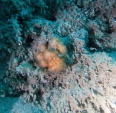 Distaplia occidentalis