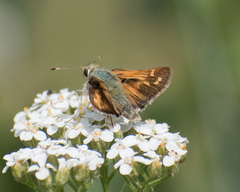 Hesperia comma