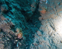 Distaplia occidentalis