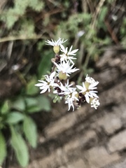 Lithophragma glabrum