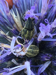 Larinus onopordi
