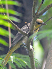 Icterus abeillei