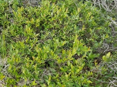 Salix myrtillifolia