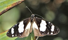 Amauris ochlea ochlea