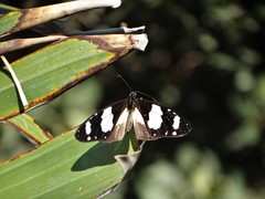 Amauris ochlea ochlea