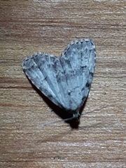 Dyspyralis puncticosta