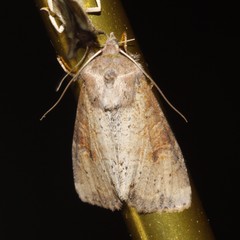 Apamea alia