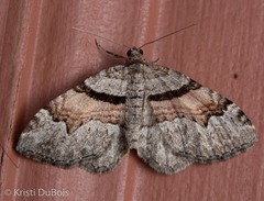 Xanthorhoe packardata