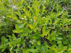 Salix myrtillifolia