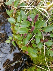 Salix reticulata
