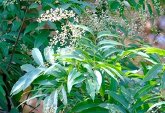 Thouinidium decandrum