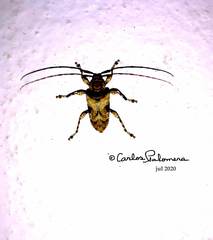 Lagocheirus araneiformis