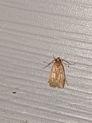 Autosticha kyotensis