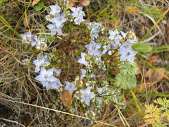 Lomatogonium carinthiacum