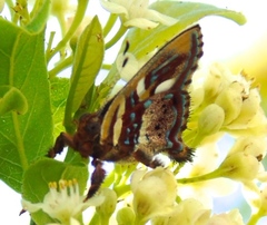 Anteros carausius carausius