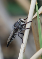 Promachus albifacies