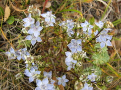 Lomatogonium carinthiacum