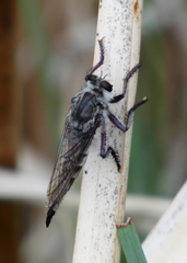 Promachus albifacies
