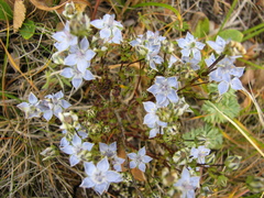 Lomatogonium carinthiacum