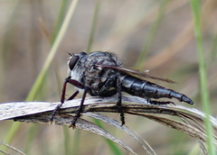 Promachus albifacies