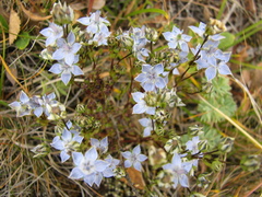 Lomatogonium carinthiacum