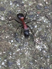 Camponotus obscuripes