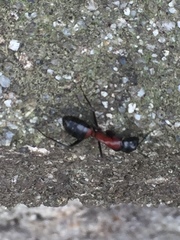 Camponotus obscuripes