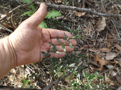 Jasminum didymum racemosum