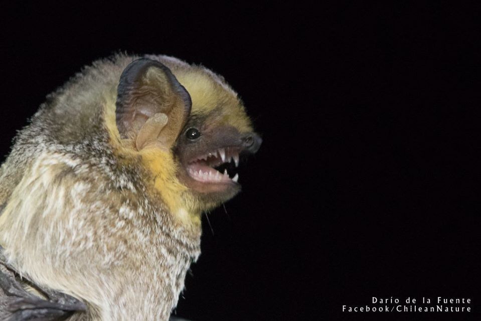 South American Hoary Bat