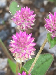 Gomphrena serrata