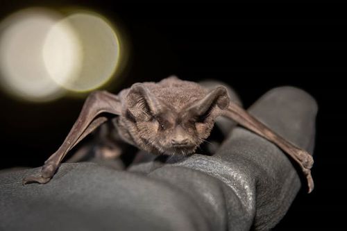 Mexican Free-tailed Bat