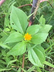 Melampodium perfoliatum