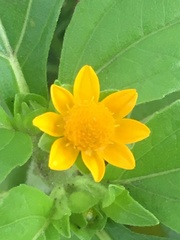 Melampodium perfoliatum