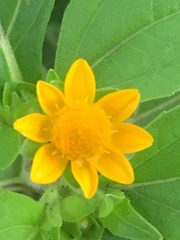 Melampodium perfoliatum