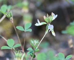 Trifolium breweri