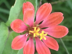 Zinnia peruviana