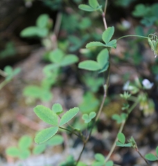 Trifolium breweri