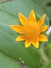 Melampodium perfoliatum