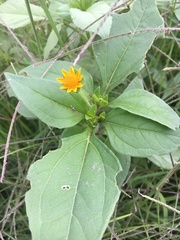 Melampodium perfoliatum