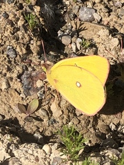 Colias gigantea