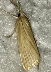 Diatraea
