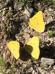 Colias gigantea