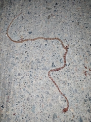 Imantodes gemmistratus