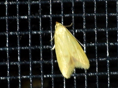 Aeolothapsa malacella