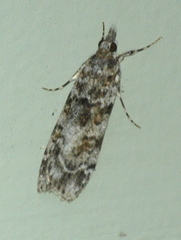 Scoparia syntaracta