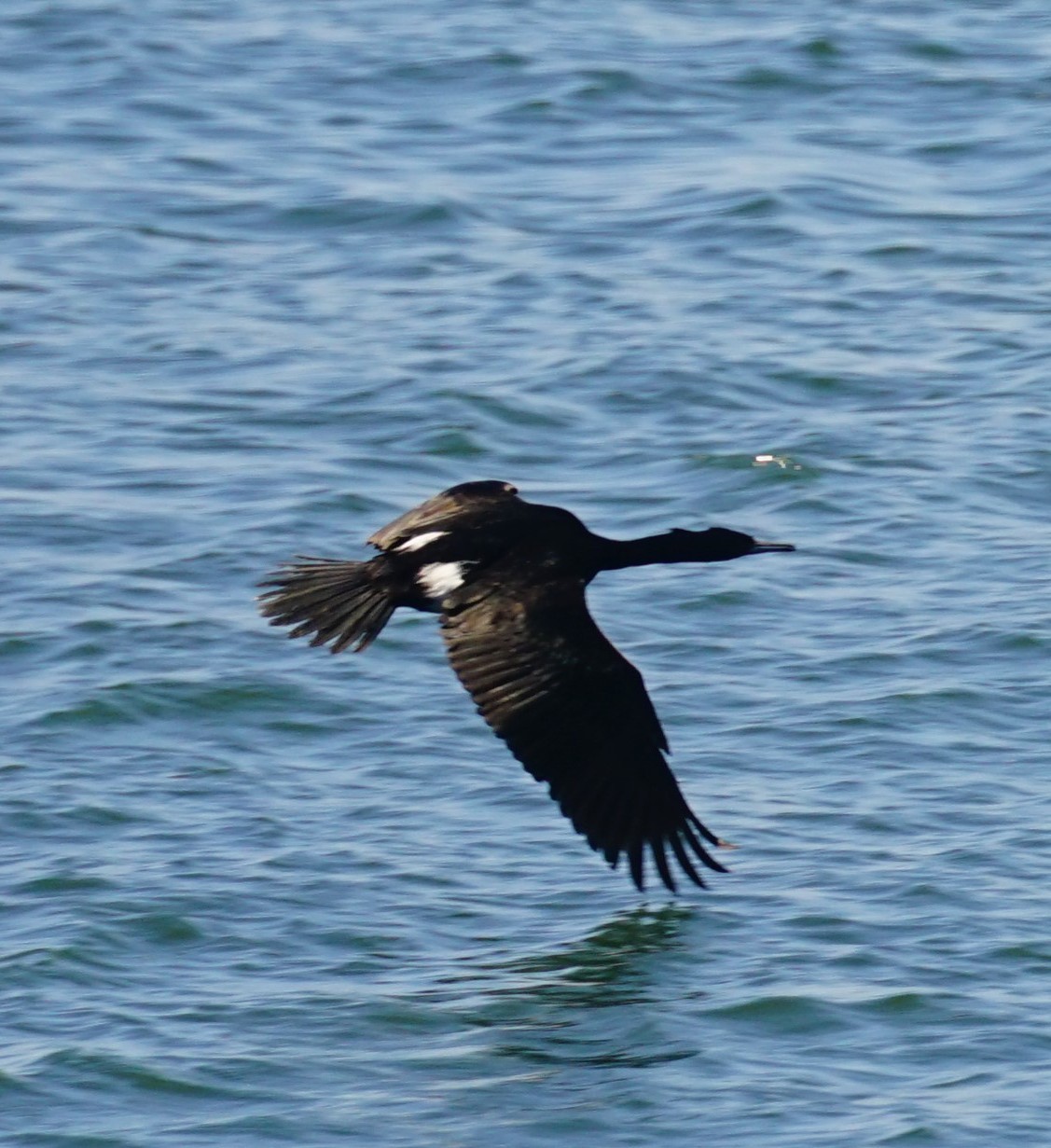 Pelagic Cormorant