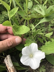 Calystegia spithamaea