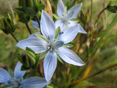 Lomatogonium carinthiacum
